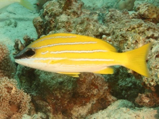 Lutjanus Kasmira